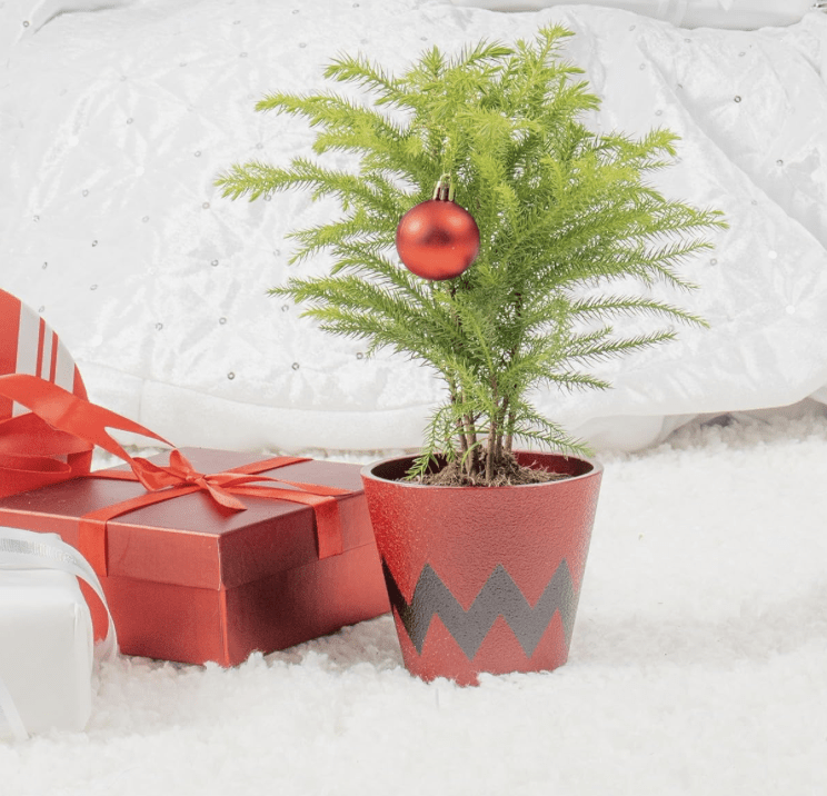 Costa Farms Norfolk Pine Christmas Tree!